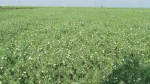 SITUATIA FINANTARII CULTURILOR DE PRIMAVARA PE SUMBMASURA Stiri agricole