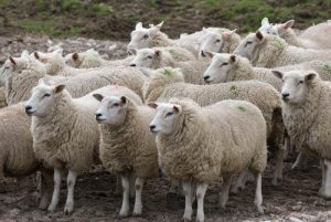 MADR MARESTE UNA DINTRE SUBVENTIILE ACORDATE CRESCATORILOR DE ANIMALE Cercetare