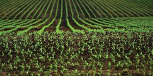 MINISTRII AGRICULTURII AVERTIZATI DE CATRE BRUXELLES Viata la tara