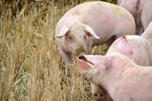 Virusul PPA confirmat si in Prahova Cercetare