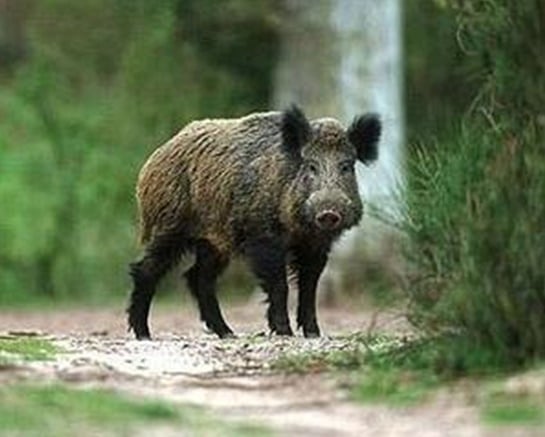 Investitia in garduri electrice - o solutie impotriva pestei porcine 2 Investitia in garduri electrice - o solutie impotriva pestei porcine Investitia in garduri electrice - o solutie impotriva pestei porcine Comunicate