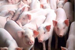 Siguranta porcilor din Irlanda de Nord zguduita de pesta porcina africana Evenimente