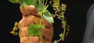 FARMACIA VERDE - Crețișoara un medicament din farmacia naturii Cercetare