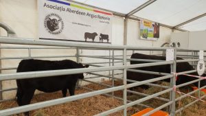 Aberdeen Angus