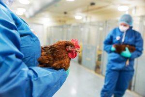 S-a descoperit un nou tratament intestinal pentru puii de gaina Agricultura europeană