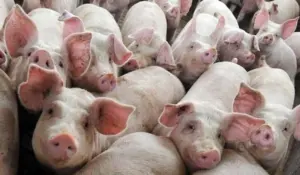 porci pesta porcina