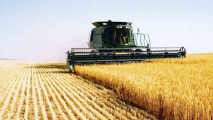 grâu piata cerealelor portul constanța, grâne