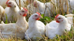 Consecintele evolutiei PPA asupra afacerilor globale in industria carnii de pasare Agricultura europeană