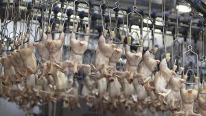 Cum sa reducerem bacteriile patogene in timpul procesarii carnii de pui Comunicate