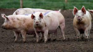 PRO AGRO aduce clarificari la „legea mirosurilor”: Poate genera un numar mare de someri pe piata muncii Viata la tara