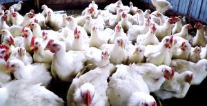 Diminuarea impactului economic al coinfectiei Gripei aviare cu boala Newcastle, in fermele avicole Agricultura europeană