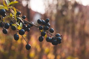 Vreti sa va reorientati catre o cultura mai profitabila? Iata cum se cultiva coacazul negru Cercetare