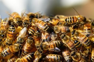 Fermierii din industria lactatelor care s-au mobilizat pentru a face fericite si vacutele si albinele Tehnologii si utilaje