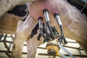 Fiziologia vacilor conduce la variatii ale productiei de lapte Afaceri