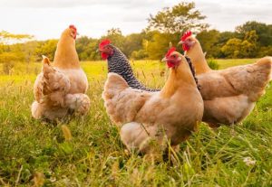 CELULELE DE PUI MODIFICATE GENETIC REZISTENTE LA GRIPA AVIARA Comunicate