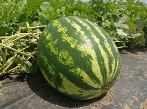 Producatorii de pepeni, nemultumiti de concurenta neloiala Cercetare