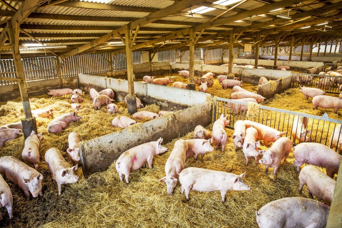 Ingrasarea pentru carne si grasime a porcilor
