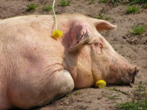 Un aminoacid extrem de usor de obtinut imbunatateste calitatea carnii de porc Agricultura europeană