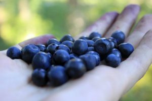 Mozaicul afinului afecteaza si plantatiile din Romania Cercetare