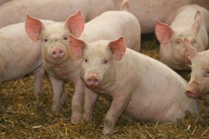 patrulă de porci