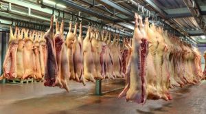 Romania, intre primele locuri in topul european al preturilor carnii de porc Stiri agricole