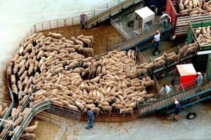 ACEBOP: Respectati bunastarea animalelor in timpul transportului la mare distanta Subventii