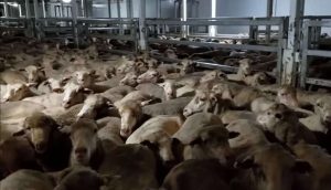 Celula de Criza la ANSVSA! Masuri privind exportul de animale Realitatea Rurala