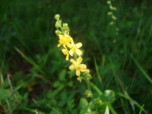 FARMACIA VERDE - Turita mare, un leac polivalent cunoscut de mii de ani Agricultura europeană