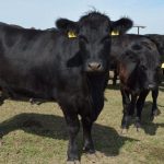 vaca de carne rasa angus bovine subvenție vaci si bani de la muncă în Italia