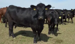 vaca de carne rasa angus bovine subvenție vaci si bani de la muncă în Italia, crescătorii de bovine de carne, taurine de carne