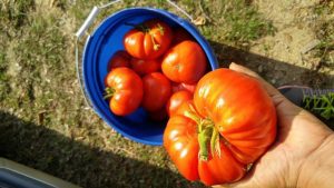 Care e suma platita de MADR pentru sustinerea Programului de Tomate? Stiri agricole