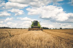 Valoarea productiei ramurii agricole, in crestere anul trecut Comunicate