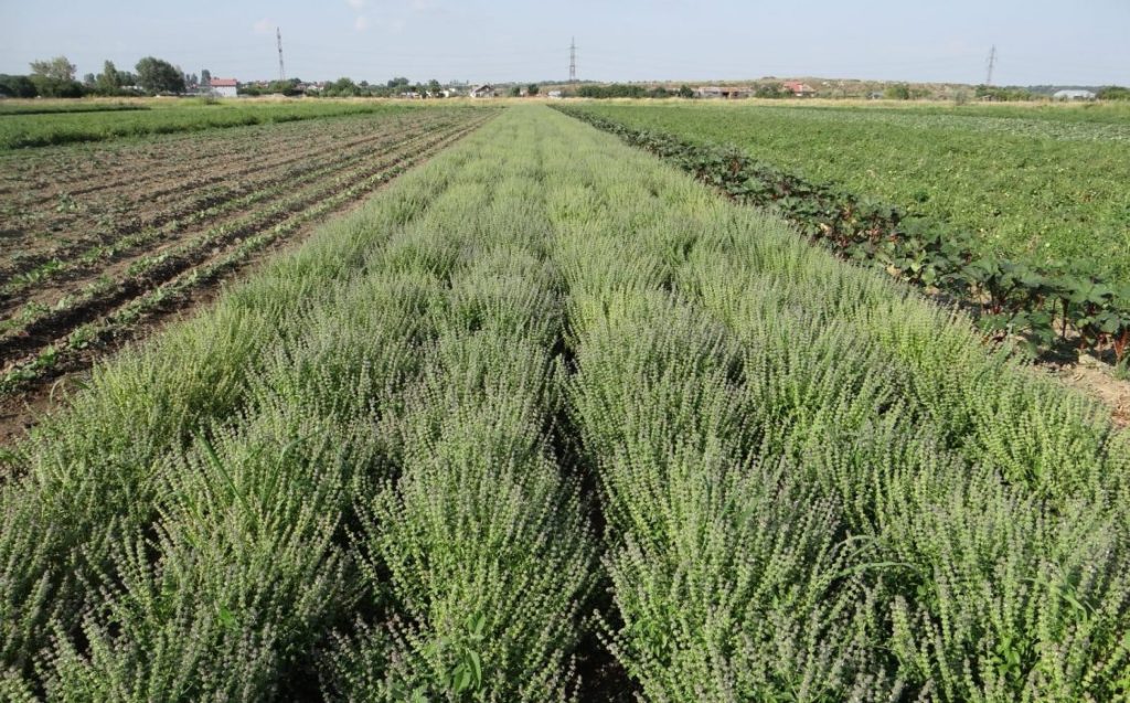 Am reusit sa producem busuiocul cu gust de lamaie, viitoarea vedeta a bucatarilor 5 Am reusit sa producem busuiocul cu gust de lamaie, viitoarea vedeta a bucatarilor Am reusit sa producem busuiocul cu gust de lamaie, viitoarea vedeta a bucatarilor Afaceri