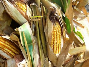 Romania, din nou in topul marilor exportatori de grau, porumb si meslin Stiri agricole