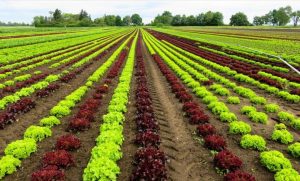 Ce produse pot fi utilizate pentru tratamentele fitosanitare aplicate culturilor bio? Evenimente