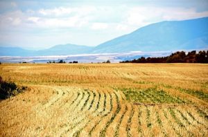 Evolutia pietei input-urilor in Uniunea Europeana pentru agricultura Recomandari