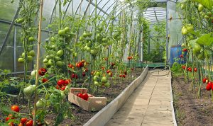 Modificarea microclimatului din serele de legume Recomandari