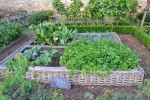 Cum sa plantezi o gradina de toamna si sa cultivi culturi de sezon tarziu Evenimente