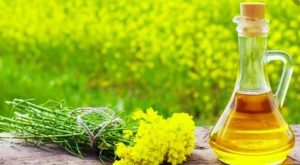 Cererea si pretul plantelor oleaginoase vor creste pe plan mondial Evenimente