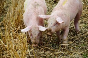 Persistenta virusului pestei porcine clasice la purcei depinde de varsta Comunicate