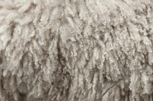 Aflati pana cand se prelungeste perioada de valorificare a lanii Stiri agricole