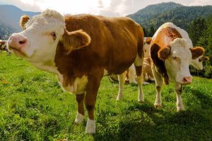 Atentie crescatori de animale! Acum se depun cererile pentru ajutorul de stat din 2020 Stiri agricole