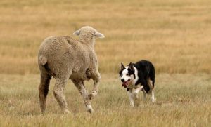 animale