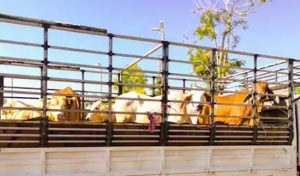 INS a dezvaluit valoarea excedentului Romaniei in comertul international cu animale vii Evenimente
