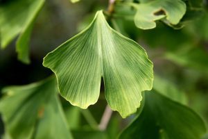 Ginkgo Biloba si alte plante medicinale, disecate intr-o editie ”Realitati Rurale” de colectie Comunicate