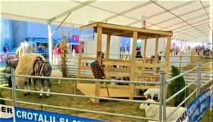 Expozitie cu oi si capre din carton, de frica pestei porcine africane Stiri agricole