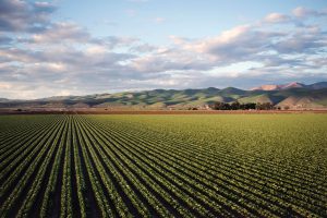 Numarul cooperativelor agricole creste in 2019. Ce a determinat acest lucru? Stiri agricole