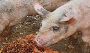 Piata nutritiei suinelor bulversata de pesta porcina africana Recomandari