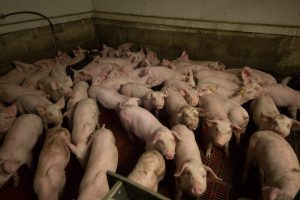 porci