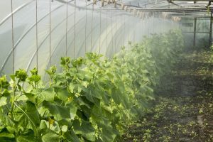 Sute de milioane de lei pentru programul de sustinere a legumelor in sere Stiri agricole
